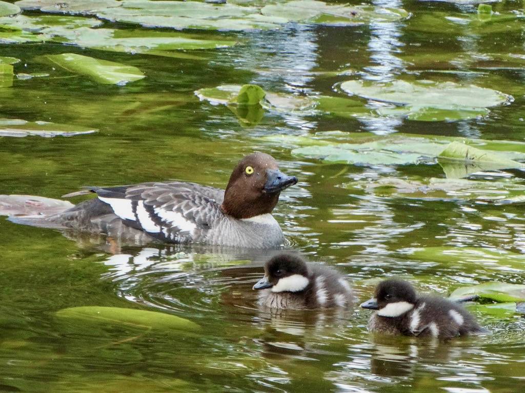 Common goldeneye with ducklings by Jevgenijs Slihto is licensed under CC BY-NC-ND 2.0